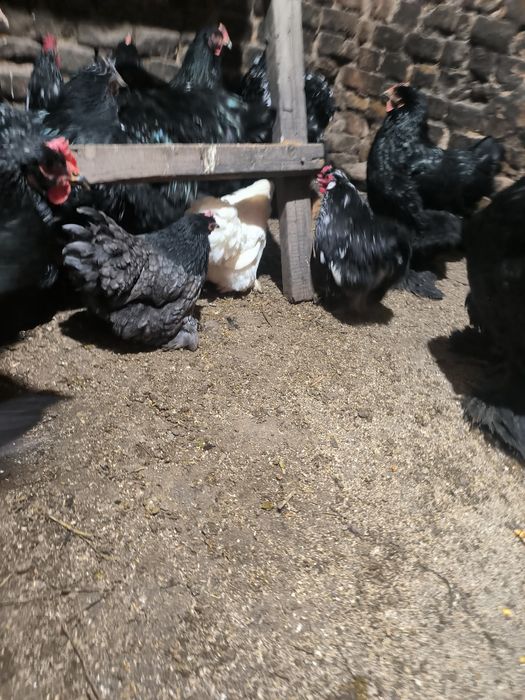 Продаются куры кохинхин карликовые семьями 1+3 40000