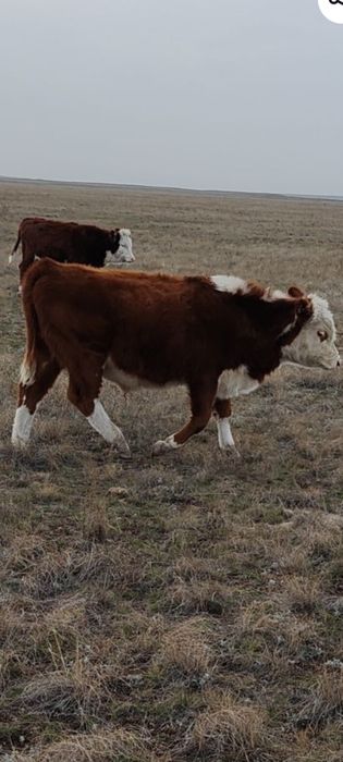 Патсос сатам 350000т