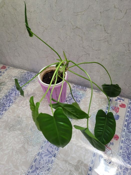 Продам цветок сингониум
