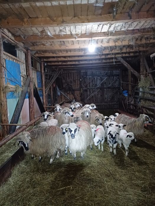 19 oi cu miei tinere și un berbec