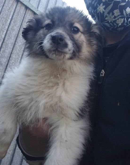 Подарю щенят девочек , привитые, 4 месяца