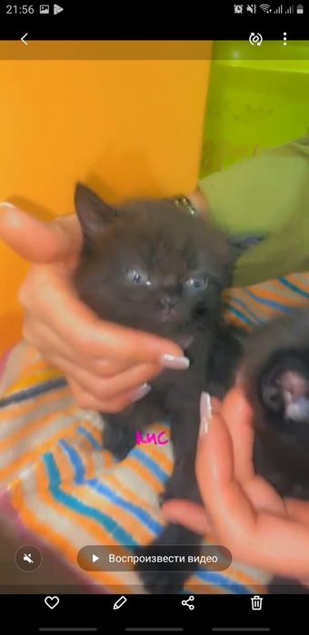 Британцы и .шотландцы