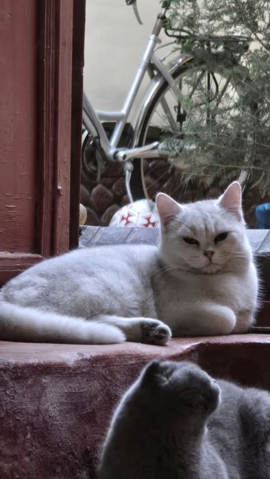 Britan Seribristiy Shenshila toza qon ug'il va qiz