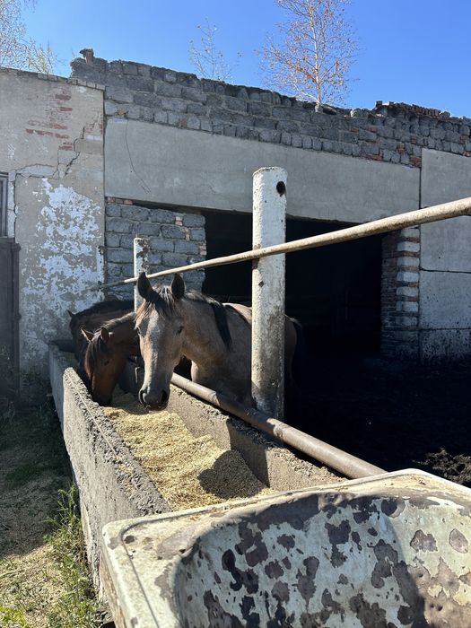 Продам тайчиков с откорма!