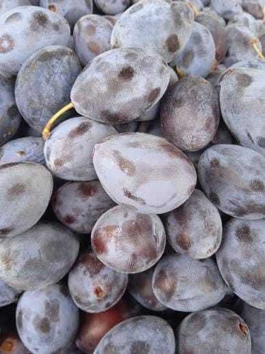 Prune bistritene pentru dulceata