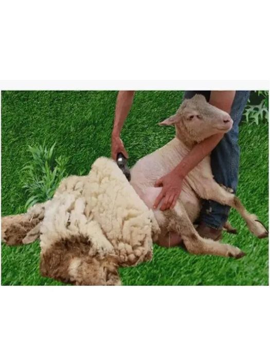 Қой қырқу машинкамен