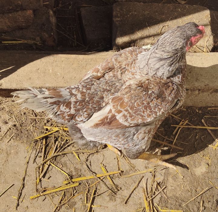 Ouă Araucana si Combatant Indian,talie mare de incubat