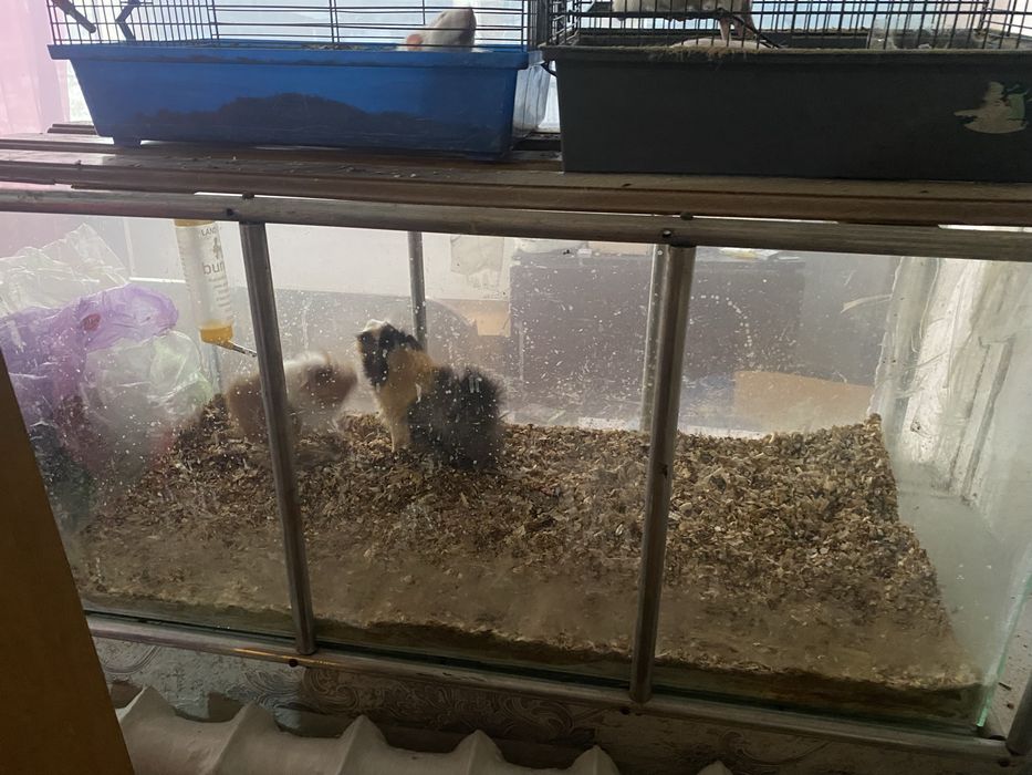 Морские свинки..