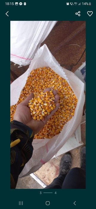 Porumb,grau,orz mazare,floare,tarate,ovaz,uruiala