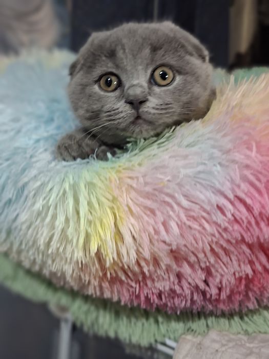 Шотландские  скоттиш фолд,  девочка