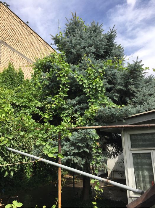 Голубая ель 7-8 метров самовывоз СРОЧНО