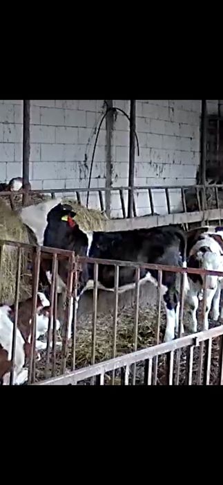 Vita Baltata cu Negru Rom.