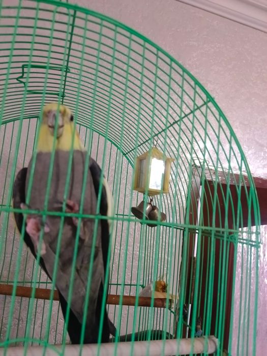 Попугай корелла с клеткой