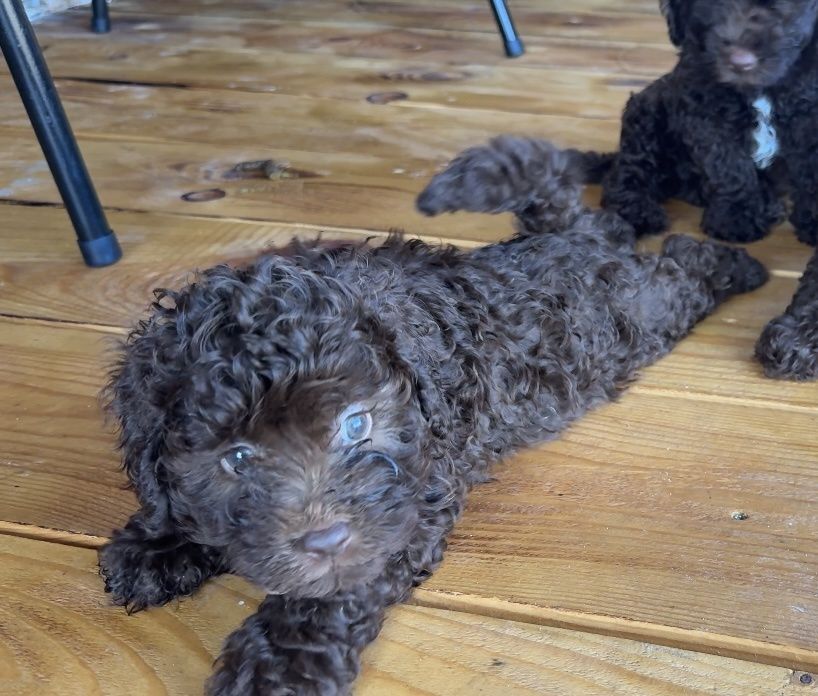 Мини пудел Mini poodle