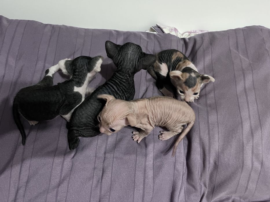 Котята канадского сфинкса — открыта бронь