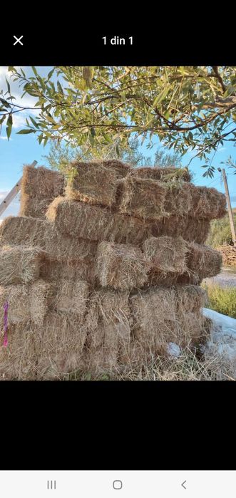 Vând lucerna de anul ăsta