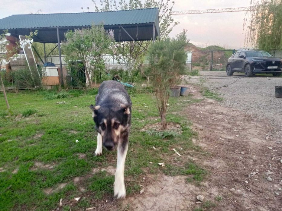 Восточно Европейская овчарка