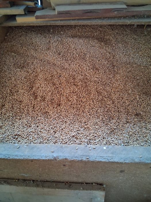 Vând grâu, porumb și orz