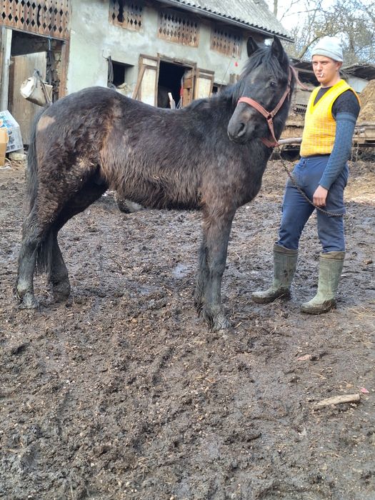 Vand manz de 11 luni