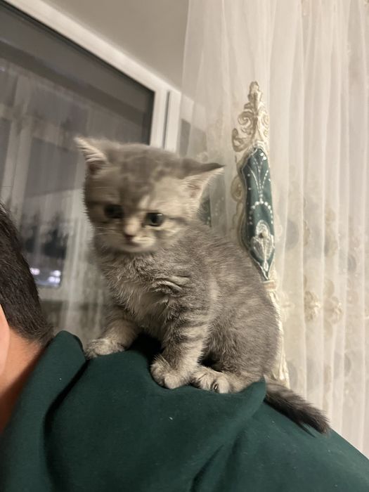 Котёнок шотландский