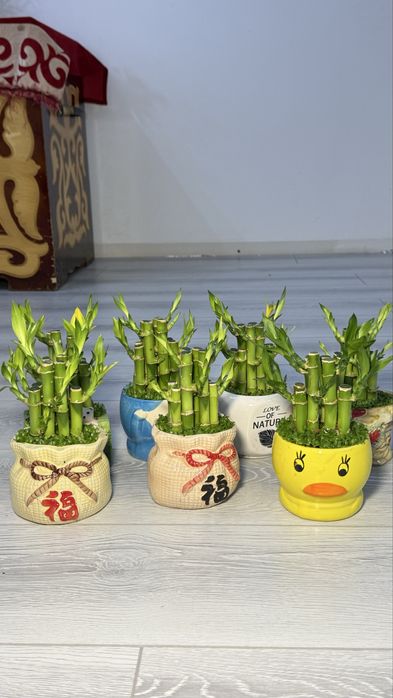 Мини бамбук-Бамбук счастье