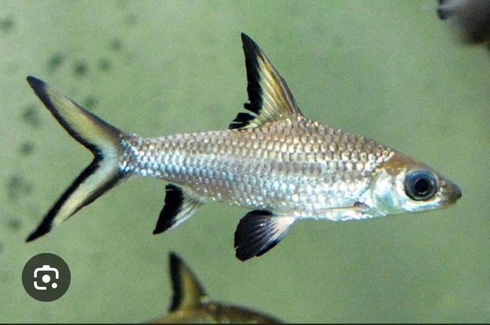 Рыбка Акула бала