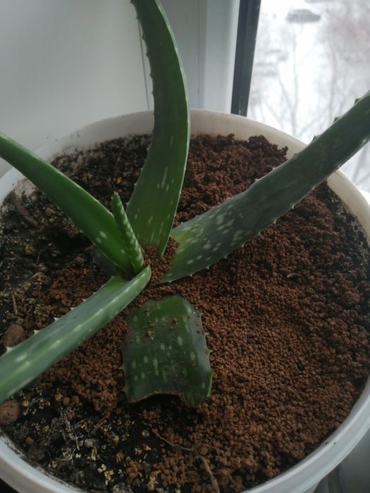 Алое вера лечебное