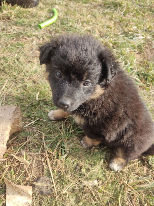 Отдам щенков девочек крупных