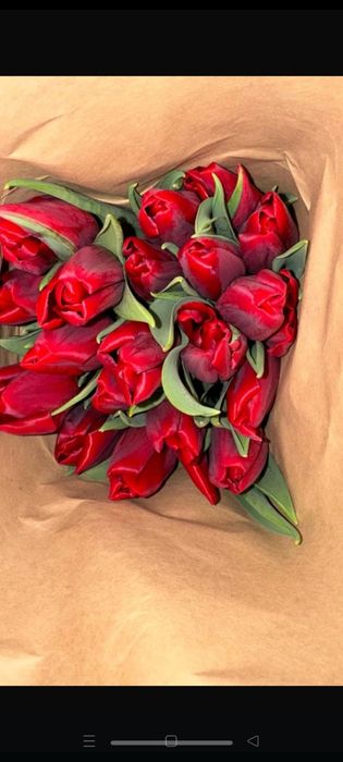 Тьюльпаны оптом с теплицы