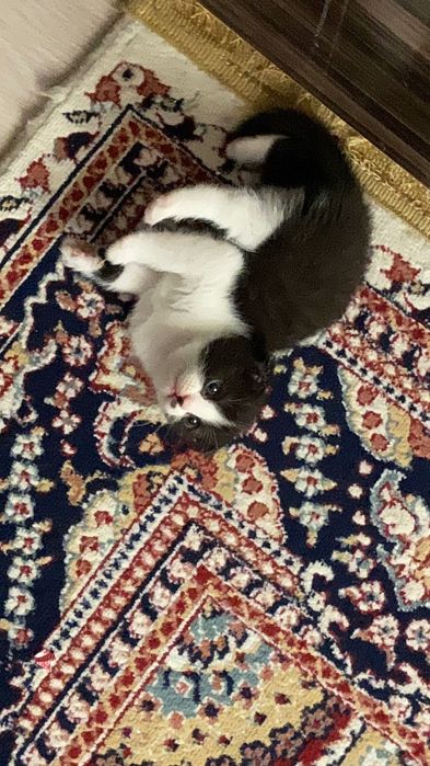 Вязка для кошек, альбинос! 10000