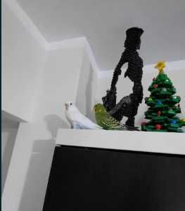 Vand papagali perusi