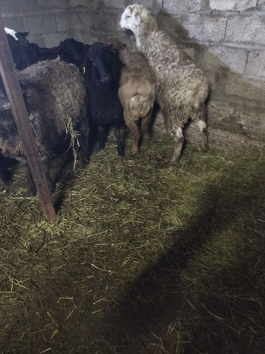 Тоқты сатам. Продам.