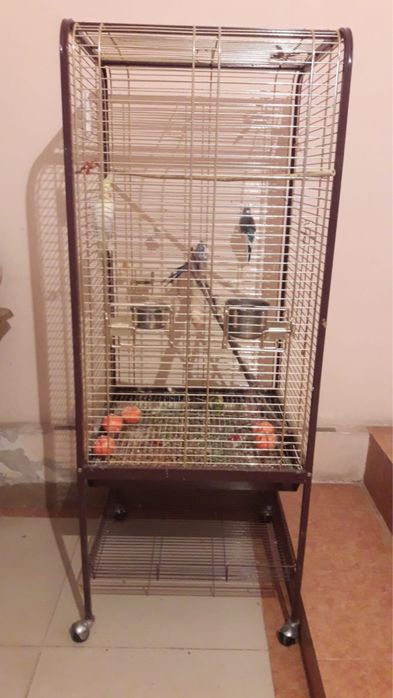 Попугай продам с клеткой.