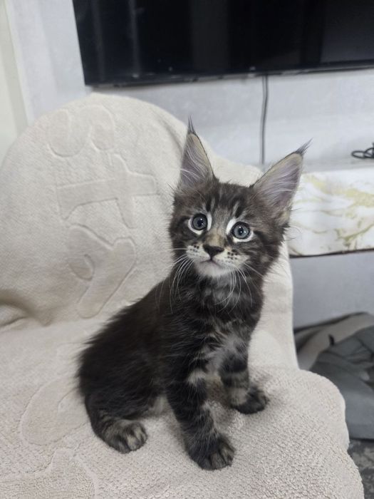 Котята породы Мейн-кун.Готовы к переезду!