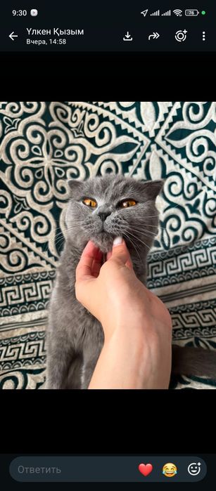 Продам кошку, британская вислоухая