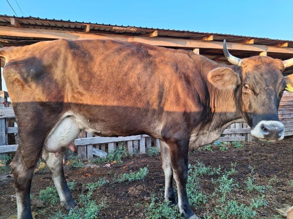 Фазенда в посёлк Исаевта