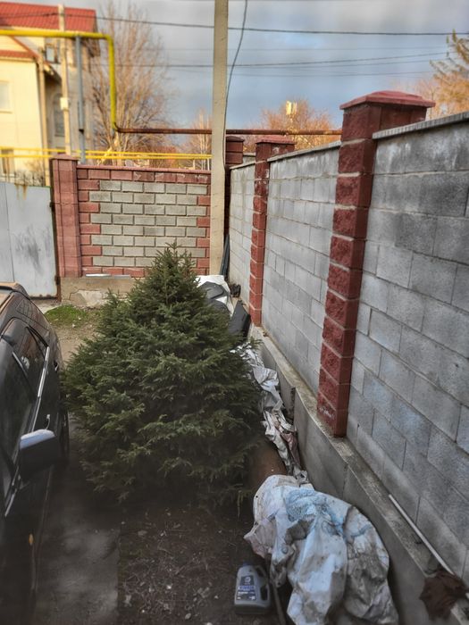 Продам живую ёлку