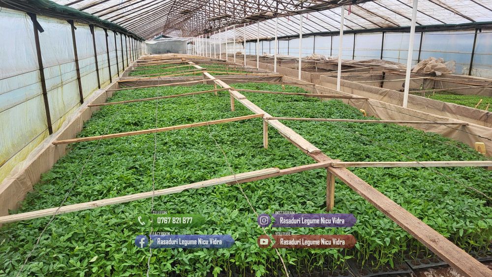 Rasad rosii ardei castraveti vinete salata varza | Rasaduri Legume