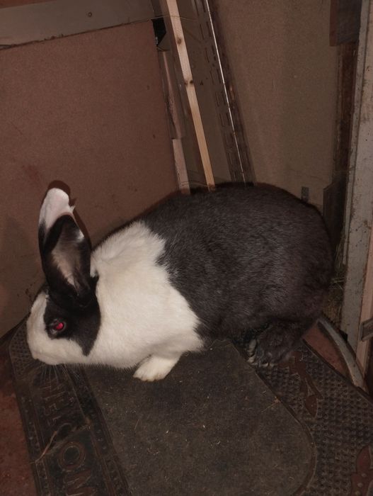 Iepuri hycole francez masculii