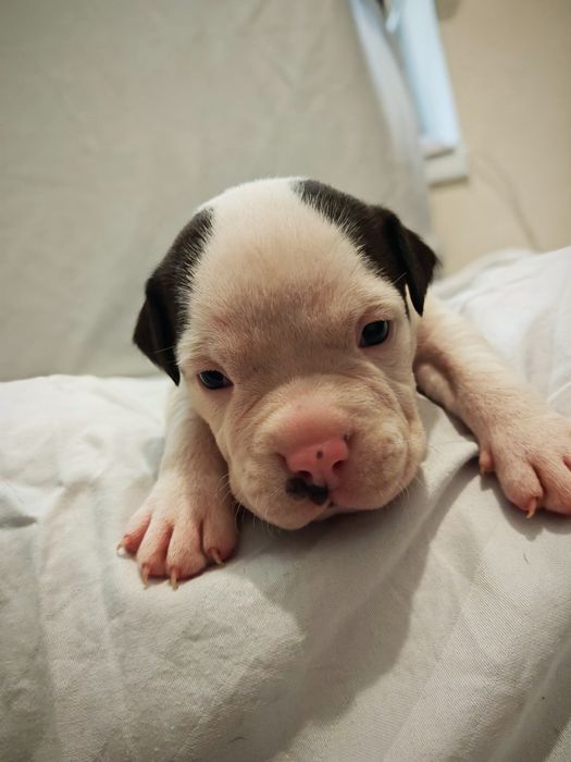 Puppies Bully XL