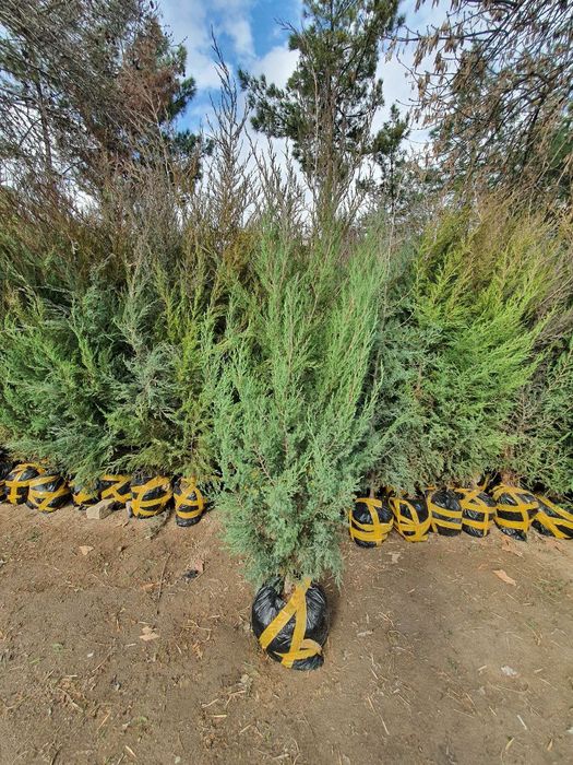 Арча archa дарахтлар палма сасна кипарис бор