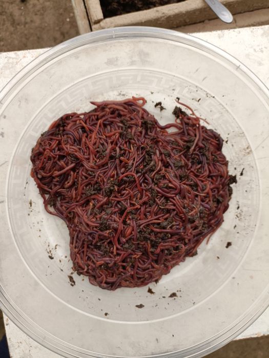 Калифорния  кизил  чувалчанглари.. 1 л. - 600.000.