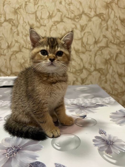 Scotish fold  sotiladi 1,5 yosh  qiz