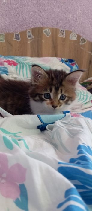 Котенок девочка Папа Мейн кун