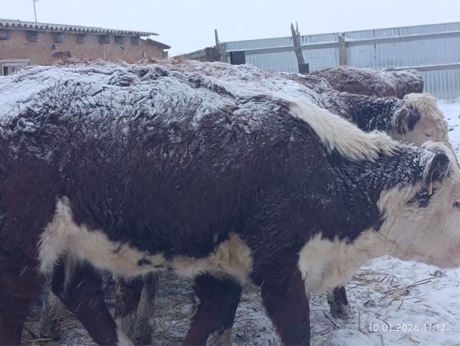 Племенной қашарлар сатамын