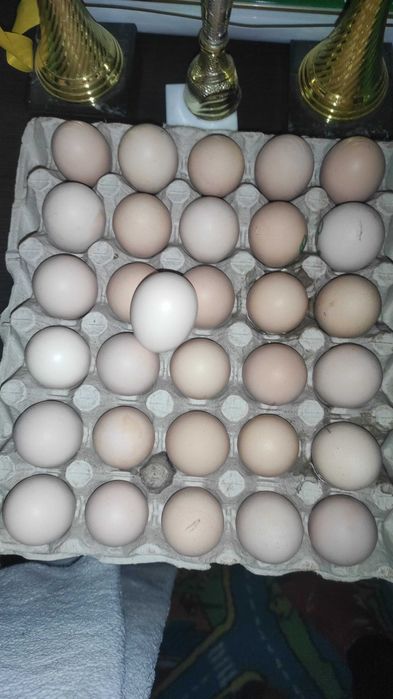 Disponibile oua cochinchina uriaș bobat