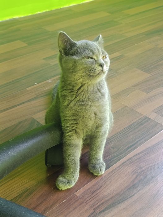 Британски котета