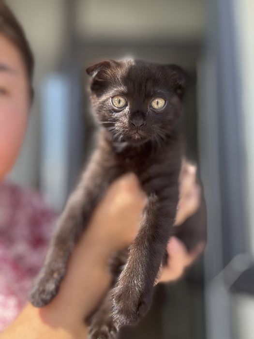 Котенок мальчик продаю
