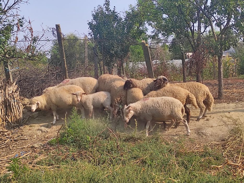 Oi sterpe , miei și  berbeci de vânzare