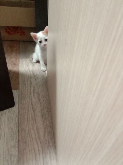 Подглядываю своих хозяев..
